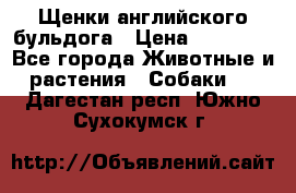 Щенки английского бульдога › Цена ­ 40 000 - Все города Животные и растения » Собаки   . Дагестан респ.,Южно-Сухокумск г.